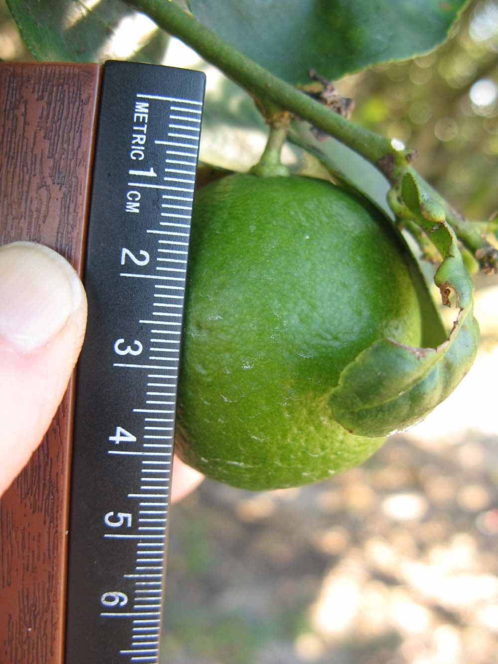            Immature fruit (Thornless Key lime, Winter Haven, FL)   